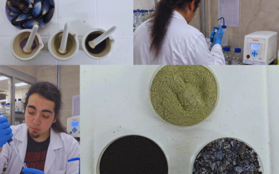 Estudiante de Ingeniería Ambiental de la UACh investiga alternativas de remediación frente a la acidificación Oceánica en la Patagonia chilena